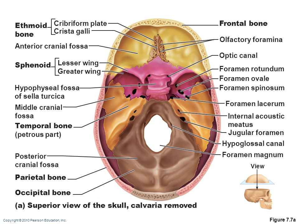 Visual Anatomy 視覚解剖学